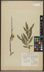 Foto von Salix acutifolia Willd.